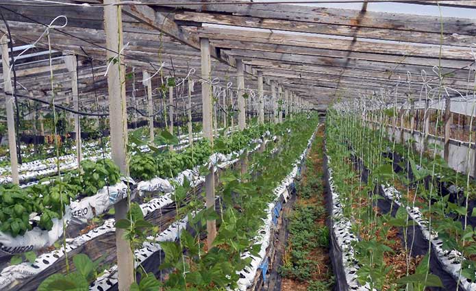 Coltivazione di fragole